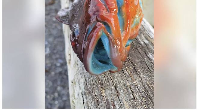 미국 알래스카에서 잡힌 속살이 파란 줄노래미의 모습 /사진=폭스뉴스 홈페이지 화면 캡처