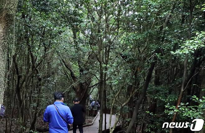 제주 곶자왈 숲길. 곶자왈은 제주도 화산활동 중 분출한 용암류가 만들어낸 불규칙한 암괴지대로 숲과 덤불 등 다양한 식생을 이루는 곳이다/뉴스1 ⓒ News1 ⓒ News1 고동명 기자