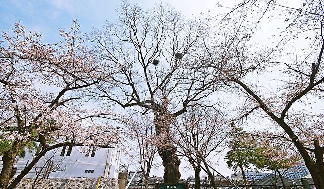 정독도서관에 있는 300년 넘은 회화나무