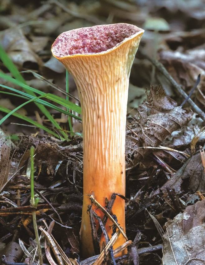붉은나팔버섯은 여름부터 가을까지 침엽수림에 발생하는 버섯이다. 붉은나팔버섯과 꾀꼬리버섯은 자실층이 뭉툭한 주름 모양을 하고 있는 공통적인 특징을 갖고 있다. 박상영 제공