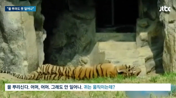 수호가 폐사하던 날 동물원을 찾은 시민이 찍은 영상 캡처. 수호는 방사장 암벽 아래에서 숨을 헐떡이며 몇 시간 동안 누워 있었던 것으로 알려진다.〈사진 = JTBC 보도 캡처〉