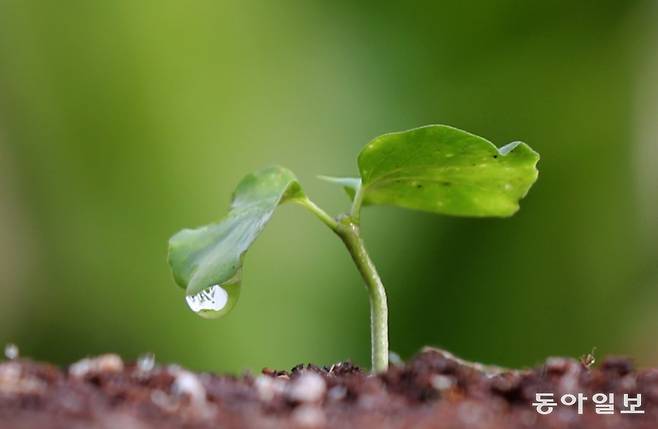 스트레스받고 정신적으로 힘들 때 자연으로 훌쩍 떠나고 싶어지는 마음이 드는 것은 우리 안에 ‘녹색 갈증’이 내재해 있기 때문이다. 동아일보 DB