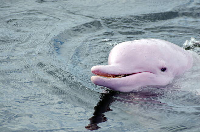 아마존강돌고래 자료사진