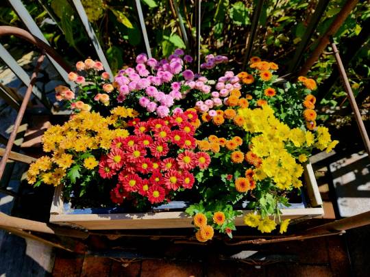 경기 남양주 북한강변 카페 ‘대너리스’ 앞뜰을 장식한 관상용 소국. 10월 1일 촬영