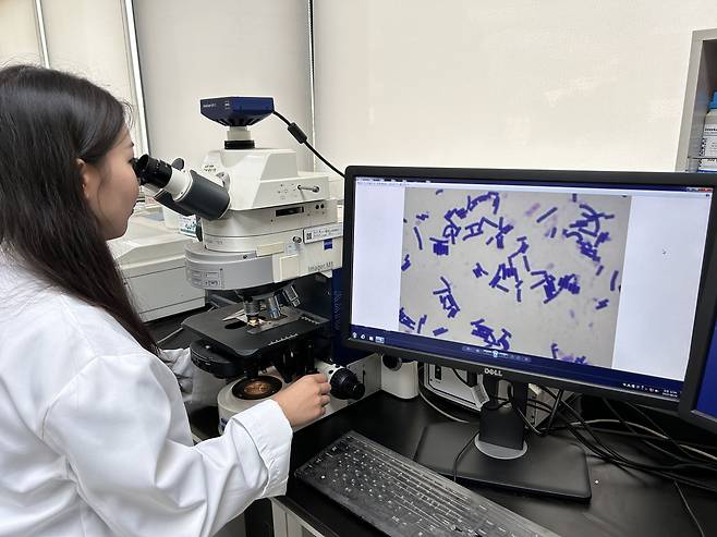 지난 22일 hy 중앙연구소 연구원이 현미경으로 균을 보고 있다. /김가연 기자