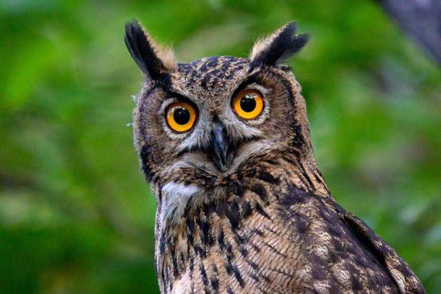 지난 8월 8일 팔현습지 내 왕버들 숲에서 마주친 수리부엉이 새끼가 카메라 렌즈를 내려다보고 있다. 수리부엉이는 환경부가 지정한 멸종위기 야생생물 Ⅱ급이자 문화재청이 지정한 천연기념물 324-2호다. 하상윤 기자