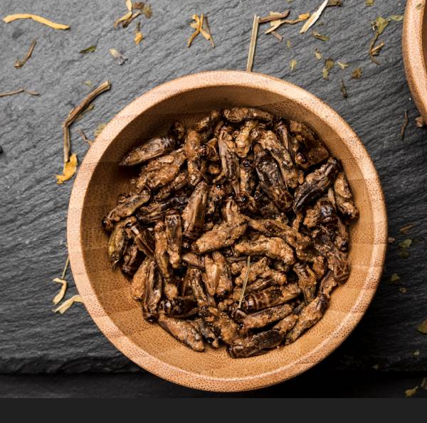 식품기업들이 푸드테크를 기반으로 한 대체유, 식물성 단백질, 대체육 등 각종 대체식품 소재와 기술 연구에 팔을 걷었다. 식품의약품안전처가 인정한 식용곤충은 귀뚜라미와 메뚜기, 갈색거저리 유충(고소애),꽃벵이(흰점박이꽃무지 애벌레) 등 10여종이다. 귀뚜라미 이미지. /사진=이미지투데이