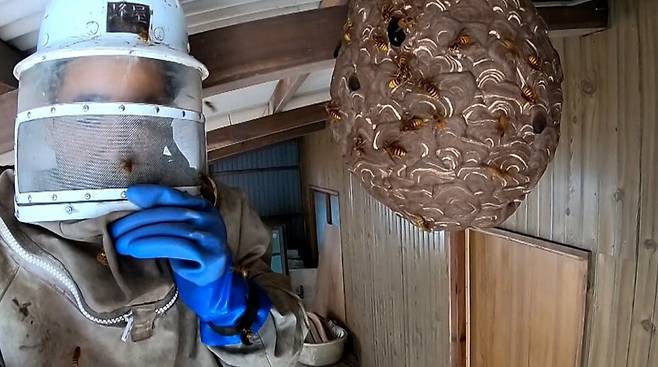 최근 일본에서 발견된 거대 말벌집. 폭염이 길고 심해지면서 예년보다 2주가량 빨리 둥지를 틀어 개체 수가 많고 흉포성도 높다./후지뉴스네트워크(FNN)