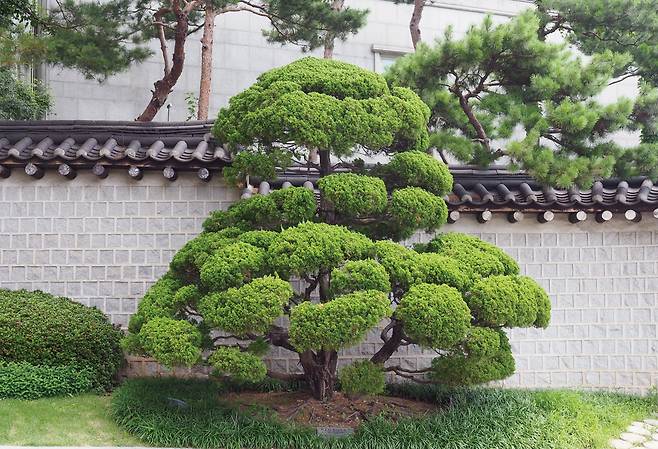 박정희 대통령이 1978년 영빈관 준공 기념으로 심은 가이즈카향나무가 지금도 잘 자라고 있다. /눌와