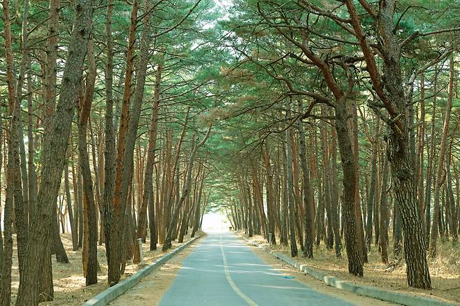 고성 화진포 금강 소나무숲의 사진 명소로 꼽히는 화진포콘도 진입로. /최병준 영상미디어 객원기자