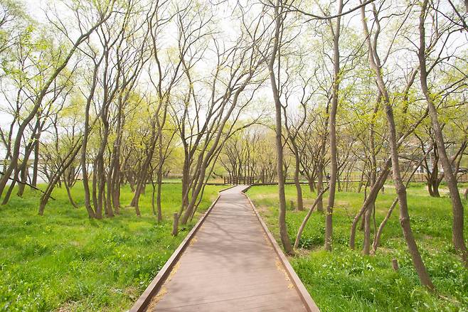 금장대 수변공원의 산책로. 4월에서 5월까지 노란 유채꽃이 만발해 걷기 좋은 숲길이 이어진다. /임화승 영상미디어 기자