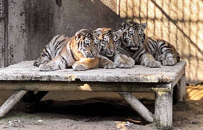 지난해 4월 태어난 시베리아 호랑이 ‘삼둥이’. 이 중 암컷 ‘파랑’이 지난 5월 ‘고양이 범백혈구감소증’에 감염돼 폐사했다.