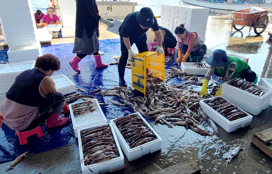 Women put squid into boxes at Jumunjin Fish Market in Gangneung, Gangwon, in June. [YONHAP]