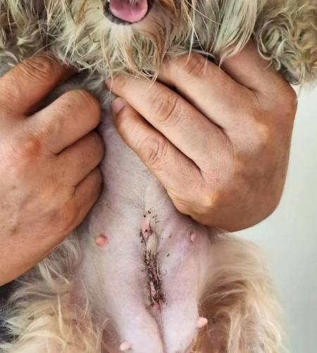 화성허가번식장에서 구조된 강아지. 제왕절개를 해서 새끼를 빼낸 뒤 배를 꿰맨 흔적들./사진=위액트 인스타그램