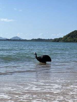 호주 해안에 나타난 화식조. 화식조가 수영해서 바닷가에 나타나는 일은 매우 드문 일다.  /호주 퀸즐랜드주 홈페이지