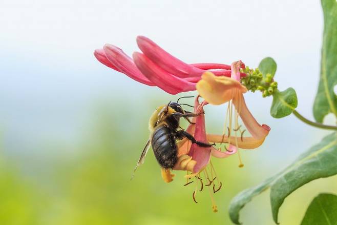 야생 호박벌이 모은 꽃가루의 성분을 분석했더니 살충제 잔류물로 분류되는 267개 화합물이 검출됐다. 게티이미지뱅크 제공