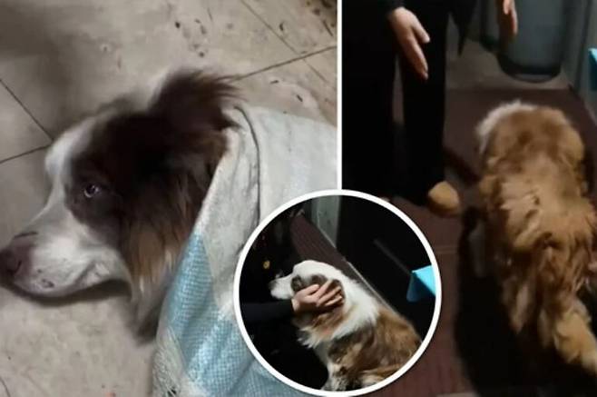 중국 북부 내몽골자치구의 한 노상 정육점에서 다리를 다치자 돼지고기 20kg에 팔려 도살될뻔한 보더콜리 ‘신신’의 구조 전후 모습. SCMP 캡쳐