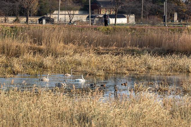 경포생태저류지