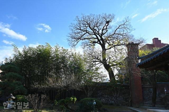 양림동 이장우가옥의 커다란 팽나무와 대숲이 이웃집과 경계를 짓고 있다.
