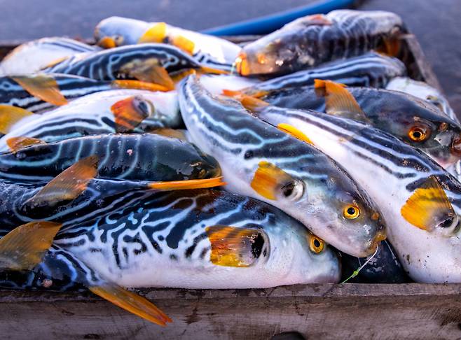 복어 자료사진.