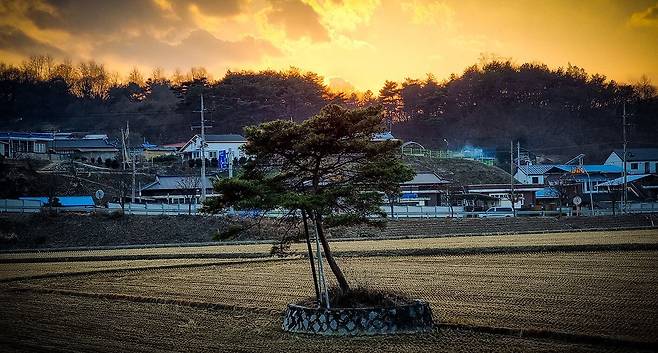 산등성이에 형성된 영주 동촌2리는 형태가 조개처럼 보여서 ‘합도(蛤島)’ 마을이라고 부른다. 이 또한 세상을 등진 선비들이 들어왔던 마을이다. 소나무 한 그루가 자라는 마을 앞 논 작은 둔덕은 마을 상징이다. 이름은 ‘조개섬’. ‘조개처럼 생긴 섬’이 아니라 경상도 사투리로 “저것도 섬이냐”라는 뜻의 ‘조게 섬’이다. /박종인 기자