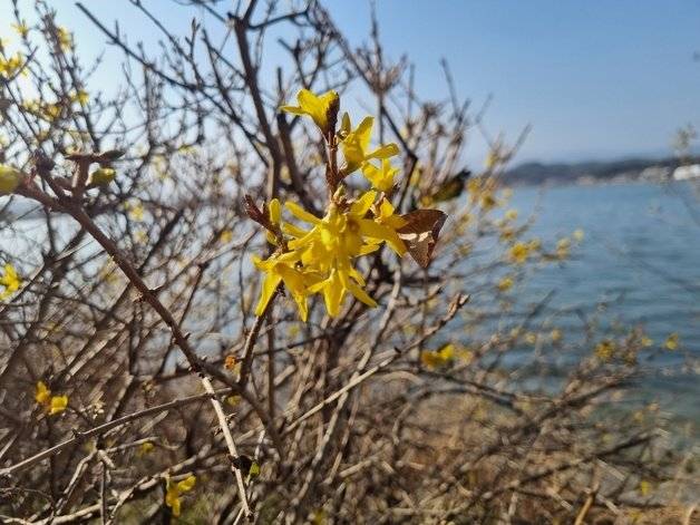 낮 최고기온이 20도에 육박해 포근한 날씨를 보인 강원 강릉시 경포도립공원에 개나리가 피어있다. 2023.12.8 뉴스1