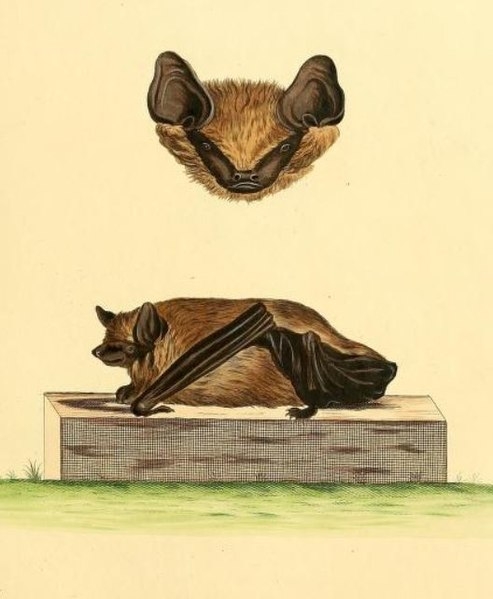 “제 신체에는 비밀이 하나 있어요.” 1774년 묘사된 문둥이박쥐.