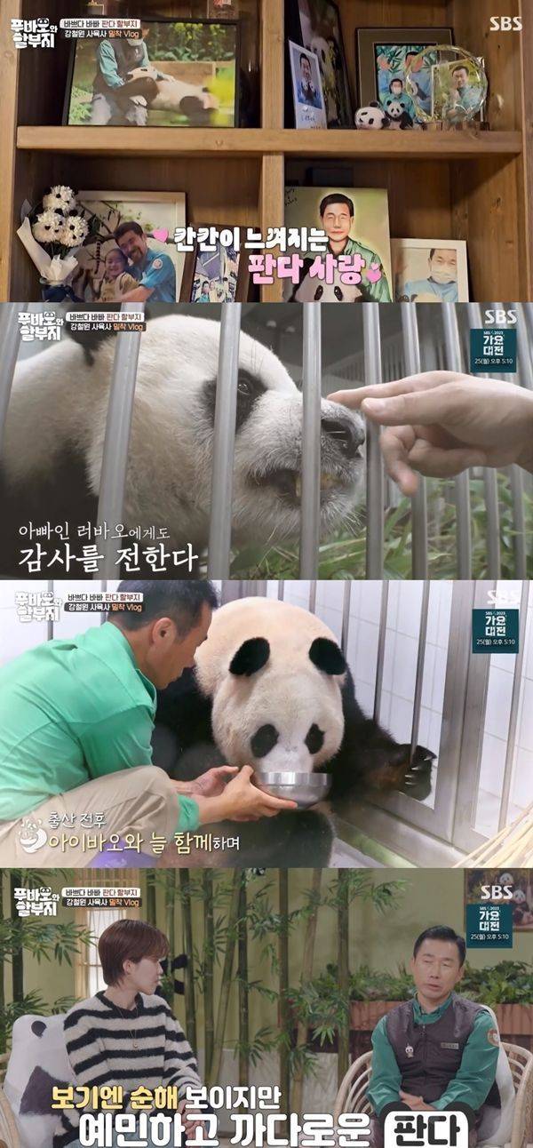 푸바오와 할부지 / 사진=SBS 캡처