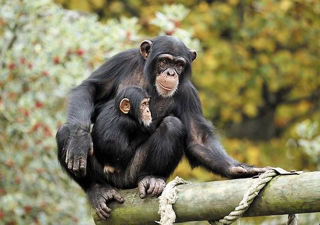 미국 존스홉킨스대 연구진은 18일 침팬지 같은 유인원이 26년 전 헤어진 가족과 친구들까지 기억한다는 연구 결과를 내놓았다. 지금까지 밝혀진 동물의 기억력 중 최장으로 꼽힌다. 사진은 침팬지 가족. /존스홉킨스대