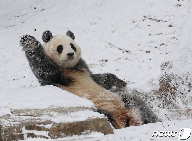 전국 곳곳에 눈이 내린 20일 오전 경기 용인시 처인구 에버랜드 판다월드에서 푸바오가 눈밭을 뒹굴며 추위를 만끽하고 있다. /사진=뉴스1