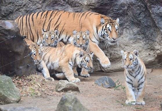 2021년 출산한 아름·다운·우리·나라·강산(2022년 1월 죽음)이와 타이거밸리에서 생활할 당시의 건곤이. 중앙포토