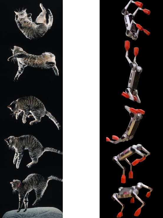 고양이는 높은 곳에서 떨어질 때 몸을 뒤틀어 네 발이 땅에 닿도록 안전하게 착지한다(왼쪽). 로봇개 미니 치타도 고양이처럼 몸을 회전시켜 안전한 착지 자세를 잡는다(오른쪽)./미 노터데임대