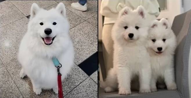 유튜브 채널 '사모예드 티코'는 1일 게시한 '우리 강아지가 돌아왔어요'라는 영상에서 지난 2022년 11월 세상을 떠난 반려견 티코를 복제했다는 소식을 전했다. 사진은 생전 티코의 모습(왼쪽)과 복제를 통해 새로 태어난 두 마리 반려견의 모습.(사진 : 유튜브 채널 사모예드 티코 영상 캡처) *재판매 및 DB 금지