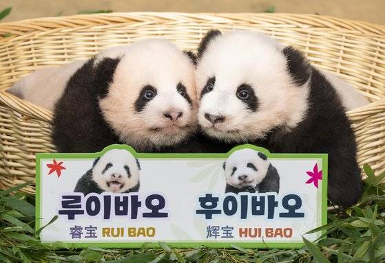 지난해 10월 에버랜드는 쌍둥이 아기 판다 루이바오와 후이바오를 처음 공개했다. 사진 에버랜드