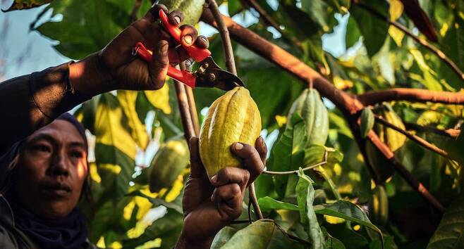 카카오 열매를 수확하는 모습 / 출처=셔터스톡