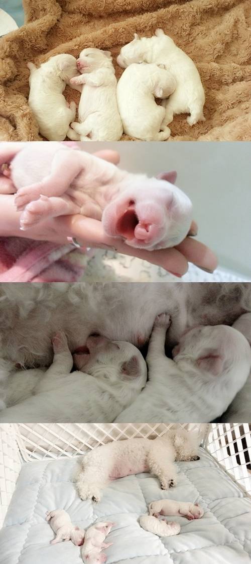 배우 서효림이 최근 펫터뷰를 진행했다. 사진=서효림