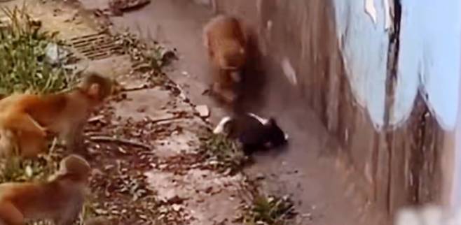 쿤밍동물원 원숭이우리에서 원숭이들이 고양이를 둘러싸고 꼬리를 잡아 끄는 등 괴롭히고 있다./사진=바이두 영상 캡쳐