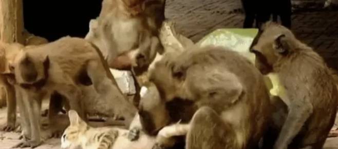 사진=바이두 영상 캡쳐