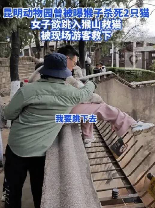 한 중국인 여성이 고양이 두 마리를 구출하겠다며 원숭이 우리로 진입을 시도했다./사진=바이두 영상 캡쳐