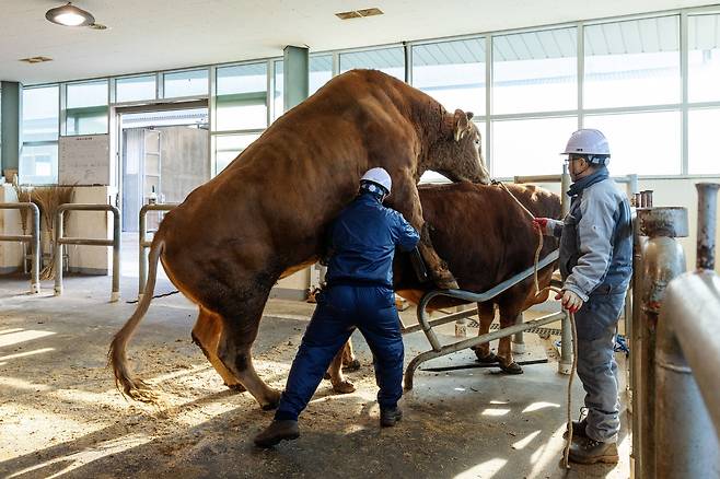 한우 보증씨수소 정액을 채취하는 모습. 씨수소가 올라탄 의빈우는 씨수소 후보였지만 최종 선발에서 탈락한 건장한 수소다./장은주 영상미디어 객원기자