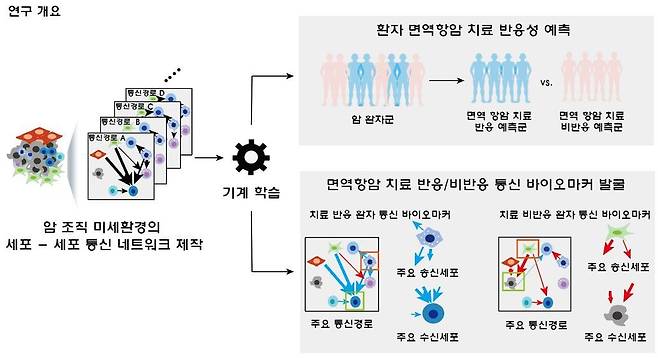 세포 간 통신 네트워크에 기반한 면역항암제 치료 반응을 예측하기 위한 바이오마커 발굴 인공지능 개발 모식도./포스텍