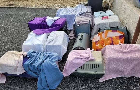 프랑스의 60대 남성 집에서 구조된 고양이 수십 마리 중 일부. 해당 남성의 집 냉동고에서는 고양이 사체 60여 구가 추가로 발결돼 당국이 조사에 나섰다