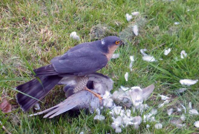 매새가 사냥한 비둘기의 깃털을 뜯으면서 본능적으로 주변을 경계하고 있다./bushcraftuk.com