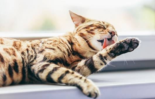 고양이가 그루밍 중 섭취한 털이 장 내에 쌓이면 헤어볼이 생긴다|출처: 게티이미지뱅크