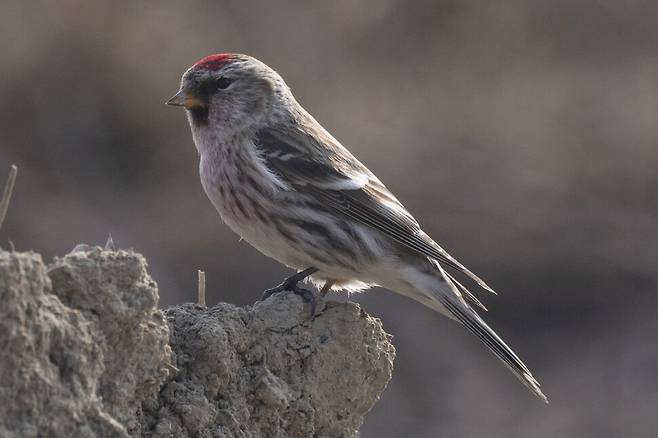 홍방울새 수컷. 쇠홍방울새와 비교하면 몸색이 진한 편이다. 홍방울새와 쇠홍방울새는 워낙 비슷하게 생겨서 식별에 어려움이 있다.