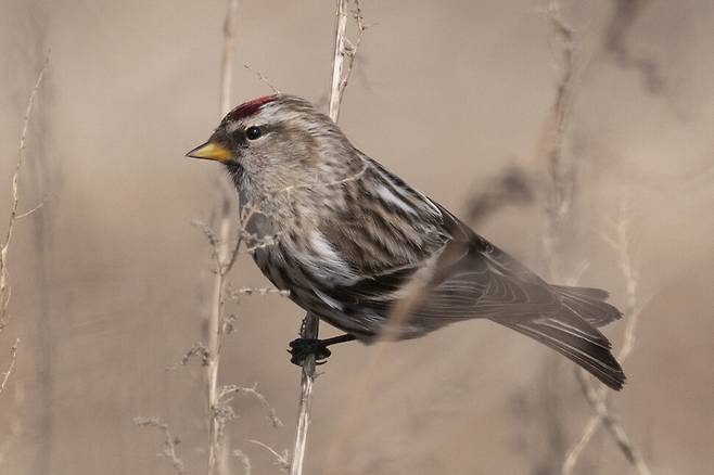 명아주 씨앗을 먹기 위해 홍방울새 암컷이 자리했다.