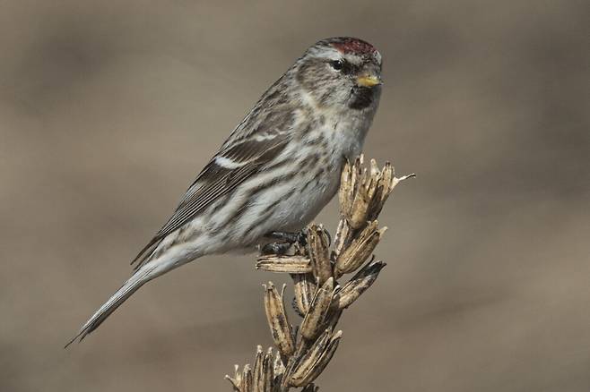 달맞이꽃 열매에 앉은 홍방울새, 쇠홍방울새 보다 전체적으로 다소 어둡다.