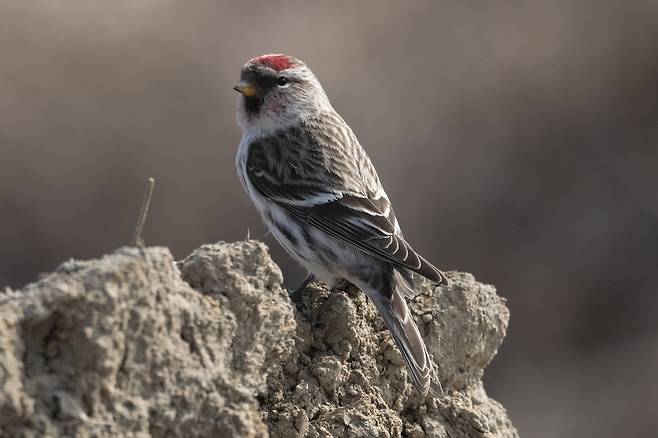 쇠홍방울새 수컷.