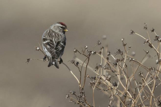 마른 풀 가지는 홍방울새의 적합한 쉼터이다.