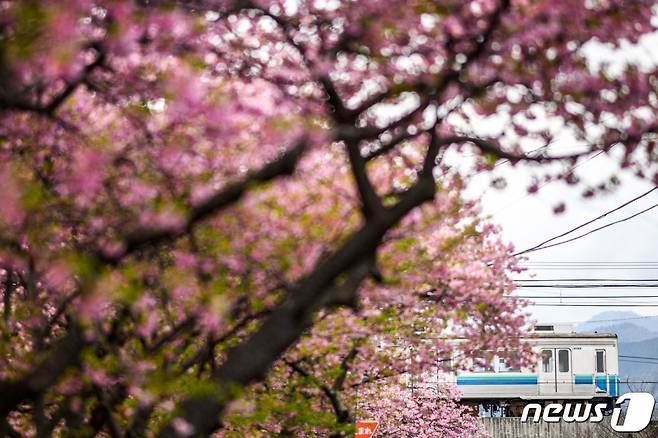 (가와즈이카다바 AFP=뉴스1) 정지윤 기자 = 20일(현지시간) 일본 시즈오카현 가와즈 지역에 이른 벚꽃이 펴 분홍색으로 물들고 있다. 2024.02.20 ⓒ AFP=뉴스1 Copyright (C) 뉴스1. All rights reserved. 무단 전재 및 재배포, AI학습 이용 금지.
